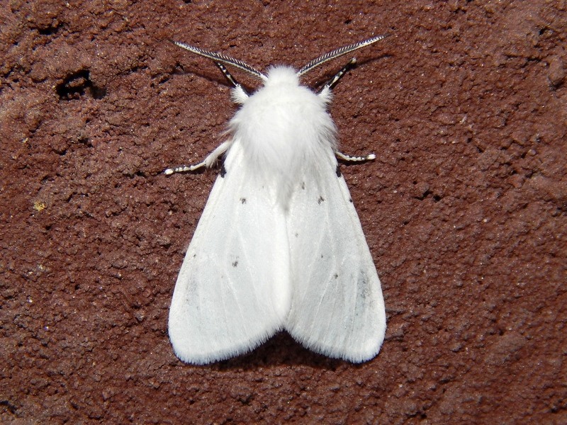 Spilosoma lubricipedum o urticae?...  Hyphantria cunea !